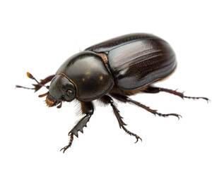 Closeup of a beetle