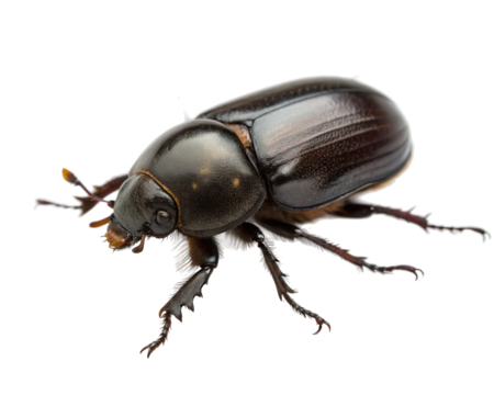 Closeup of a beetle