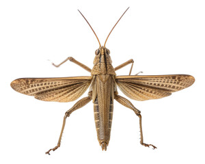 Top view of a brown grasshopper, close up