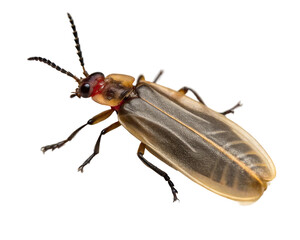 Closeup of a firefly in a studio shot