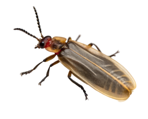 Closeup of a firefly in a studio shot