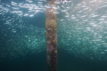 School of fish at jetty
