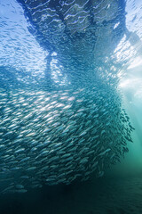 School of fish at jetty
