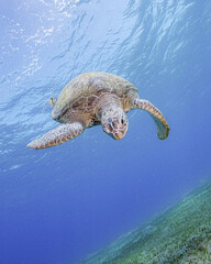 Loggerhead Turtle