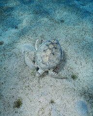 Loggerhead Turtle