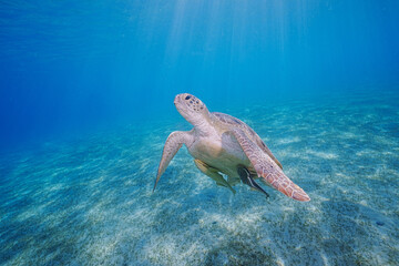 Loggerhead Turtle