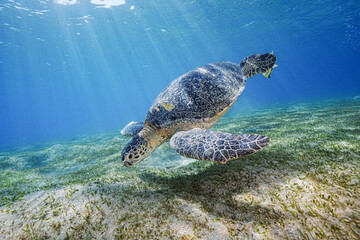 Loggerhead Turtle