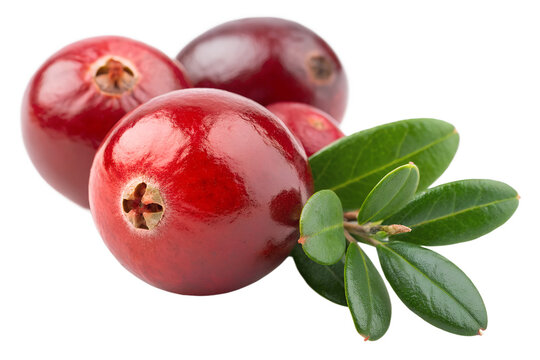 Fresh cranberries with green leaves, transparent background
