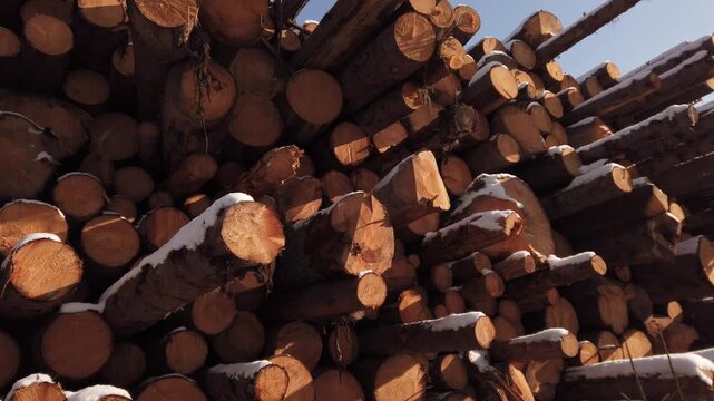 Pile log tree trunks of forest, industrial deforestation