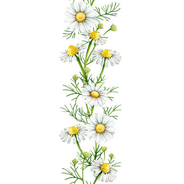Chamomile herb white flowers seamless border decor element watercolor illustration. Hand drawn matricaria chamomilla medicinal healing natural herb blooming flowers border on white background