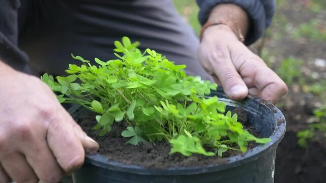 Close-up of hands transplanting a plant with green leaves into a pot with soil.