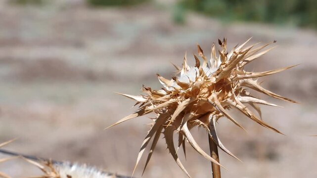 Close-up of the spiny fruit of Xanthium strumarium (large puncturevine). Shows the detail of this agricultural weed considered invasive.