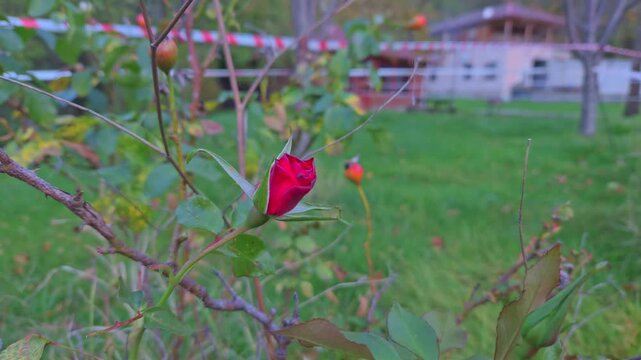 Single red rose remaining on dying bush surrounded by dry branches and green grass