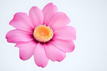 A picture of a pink flower on a white empty background