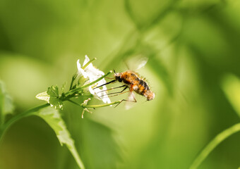 Large bee-fly collecting nectar from a flower. Close-up of the insect in nature against a green background. Bombylius major. Greater bee fly.
