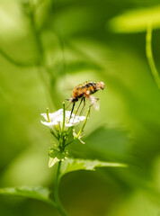 Large bee-fly collecting nectar from a flower. Close-up of the insect in nature against a green background. Bombylius major. Greater bee fly.
