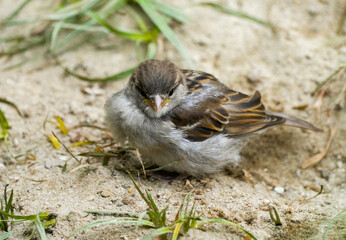 Portrait of a house sparrow. Close-up of the bird.
