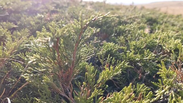 Close-up video juniper branches growing outdoors in the mountains with soft natural bokeh. Beautiful greenery and sunlight, perfect for nature, ecology, botany, science, and environmental themes.