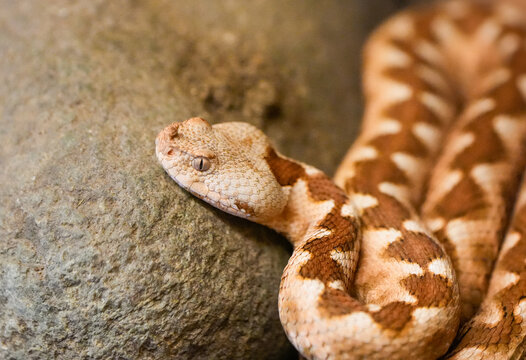 Portrait of a horned viper. Close-up of a reddish-brown snake.
