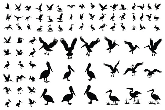 Collection of black pelican silhouettes in various poses
