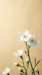 Fototapeta premium Delicate gypsophila blooms, soft focus, beige backdrop, beige background, beauty, wedding