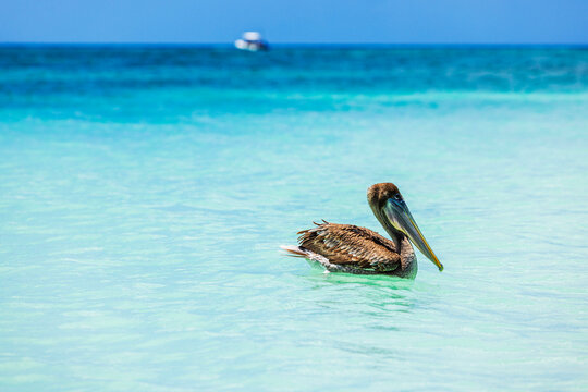 Beautiful view of brown pelican floating on turquoise Caribbean Sea on background of distant boat.