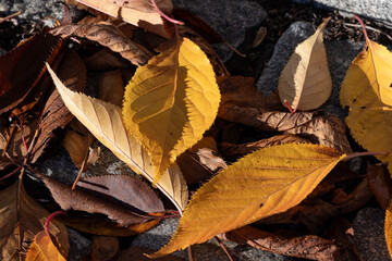 Autumn leaves on the ground during November in Norrköping, Sweden