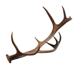 Wildlife antlers display nature reserve natural isolated on transparent background