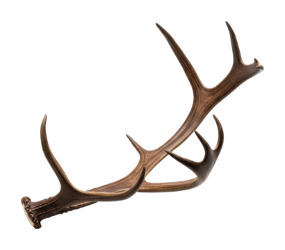 Wildlife antlers display nature reserve natural isolated on transparent background