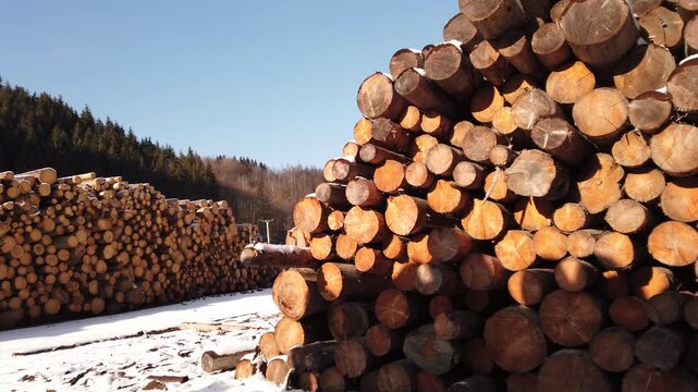 Pile log tree trunks of forest, industrial deforestation