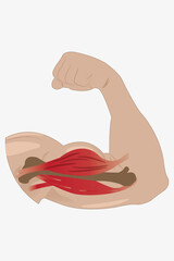 Flexed arm showing bicep muscle anatomy and structure in a medical illustration. eps 10
