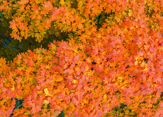 Vibrant autumn maple leaves create a stunning natural tapestry of warm oranges and yellows, perfect for seasonal backgrounds and nature themes. A beautiful, colorful fall foliage texture.