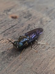 Close-up photo of a black soldier fly