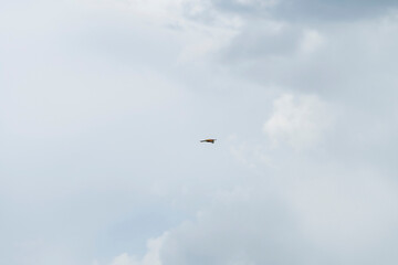 Bird flying freely across a cloudy sky