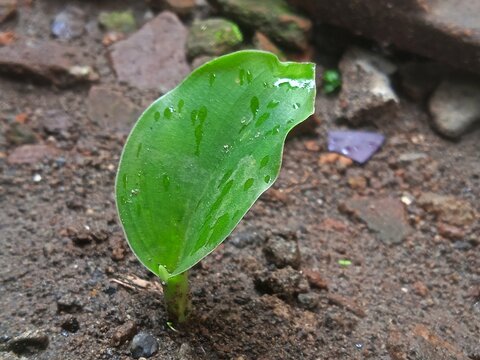 Close-up photo of the Kencur or cikur plant (Kaempferia galanga)