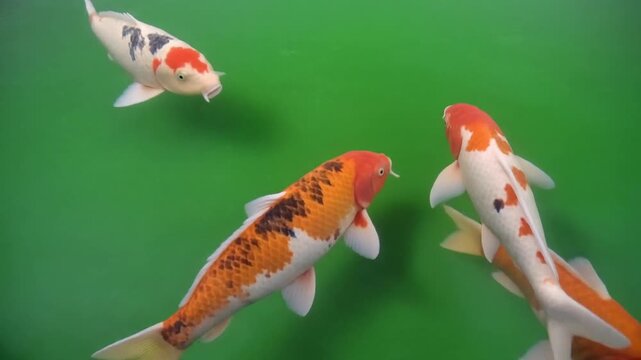 Three colorful koi fish swimming in a green pond with orange, white, and black scales. Perfect for aquatic, animal, or nature-related designs.
