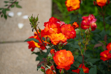 オレンジの薔薇