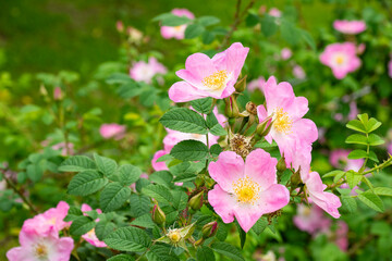 薄いピンク色の薔薇