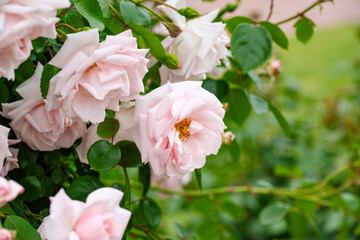 薄いピンク色の薔薇