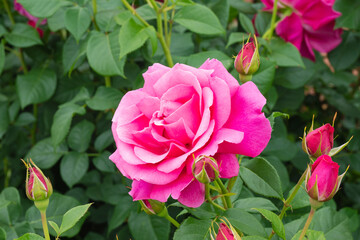 濃いピンクの薔薇