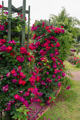赤い薔薇の咲く庭園