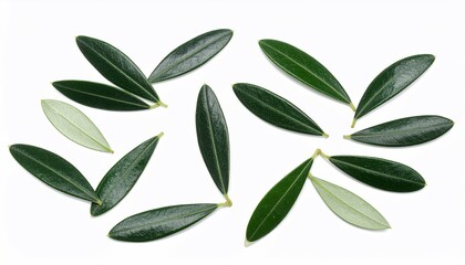 Olive leaves gracefully arranged against a pristine white backdrop, nature's elegance