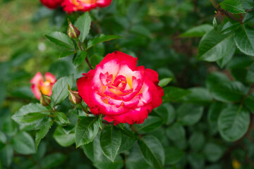 赤い薔薇