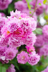 濃いピンクの薔薇