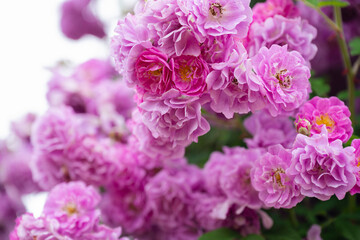 濃いピンクの薔薇