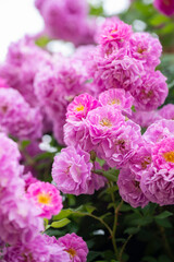 濃いピンクの薔薇