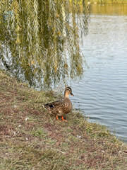 
Duck