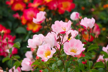 薄いピンク色の薔薇