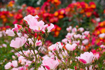 薄いピンク色の薔薇