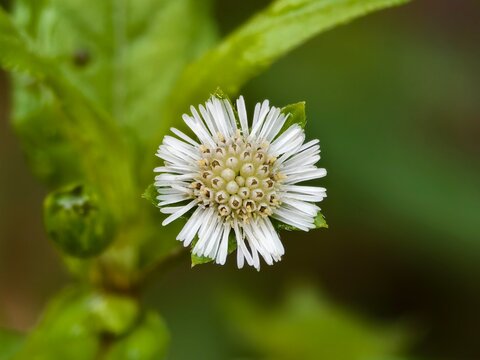 Eclipta prostrata flower with blurred background